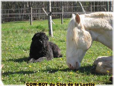 le bouvier des flandres et le cheval - Elevage du CLOS DE LA LUETTE - COPYRIGHT DEPOSE